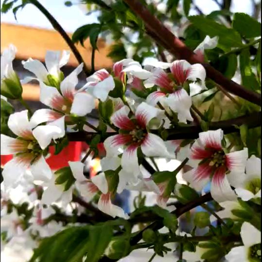 疯人院里的疯人疯语