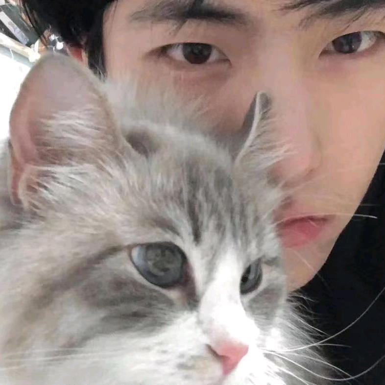 爱打游戏的猫