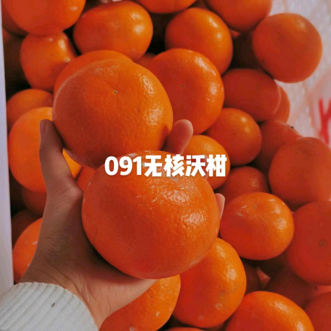 长泰科山新村瑞清柑橘种植家庭 农场