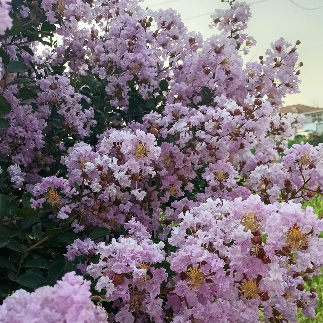 🌴🌴香水🌺🌺百合（拒绝私