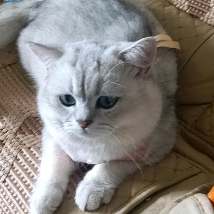 ´◐`多咪超可爱呀
