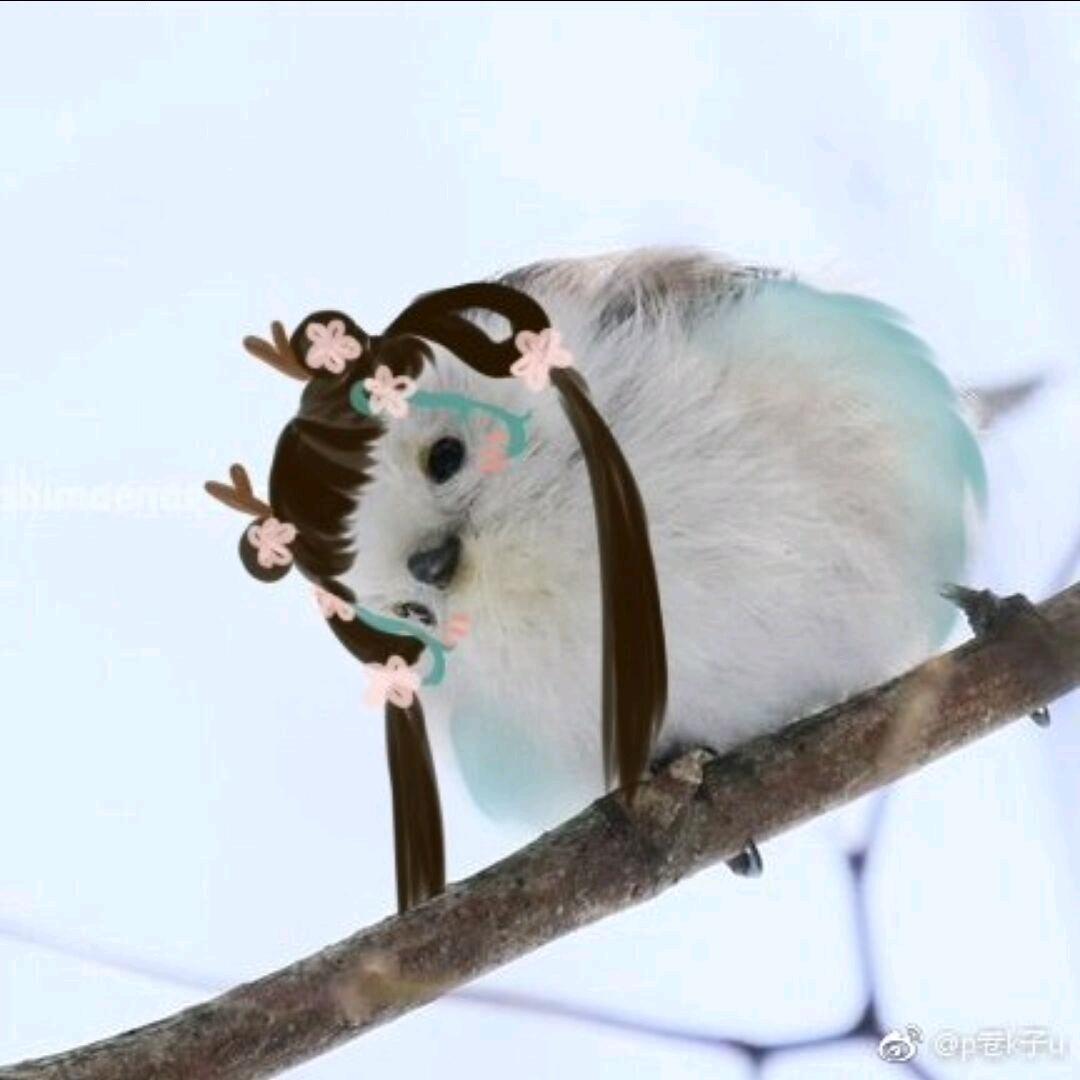 咕影化霜