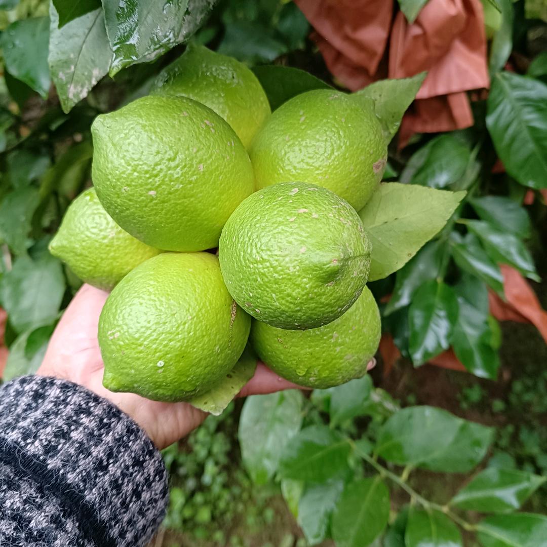柠檬妹儿🌕🌕