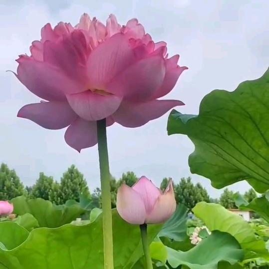 于李同行
