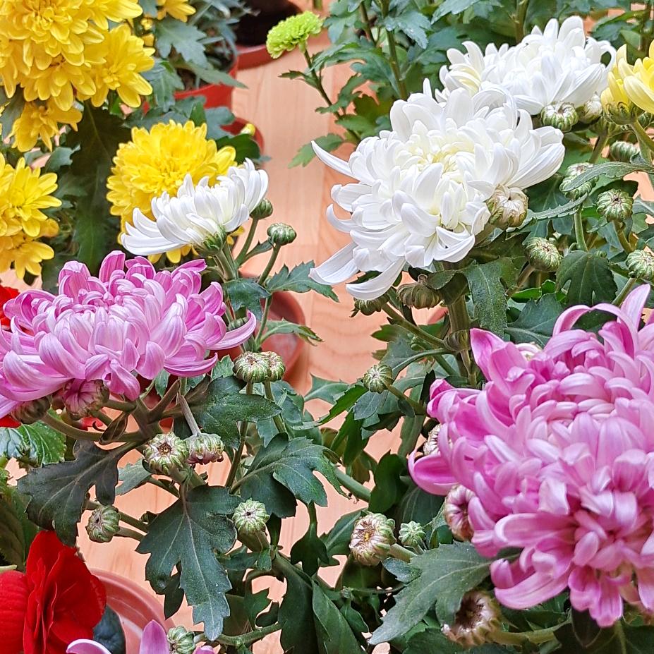 想由心声