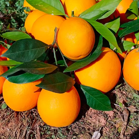 @赣县区源兴种植农场