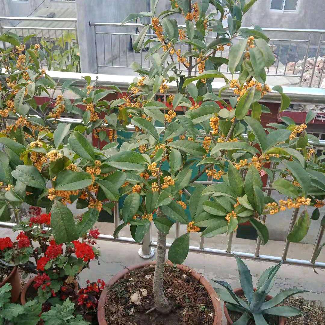环蕊毅儿