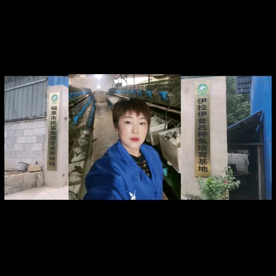 （杨惠惠）贵州省福泉市民富兔源养殖场