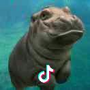 ☆蜗牛爱积雪草☆