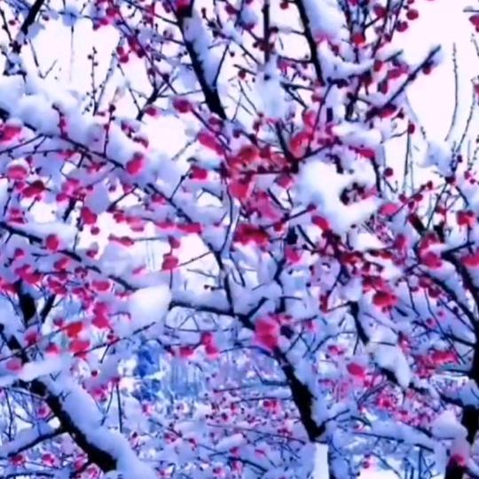 雪中寻梅