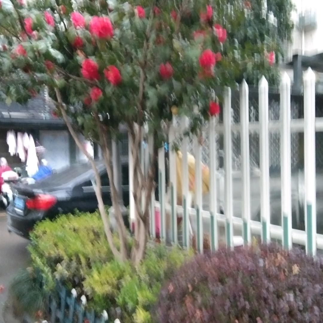 梦之蓝
