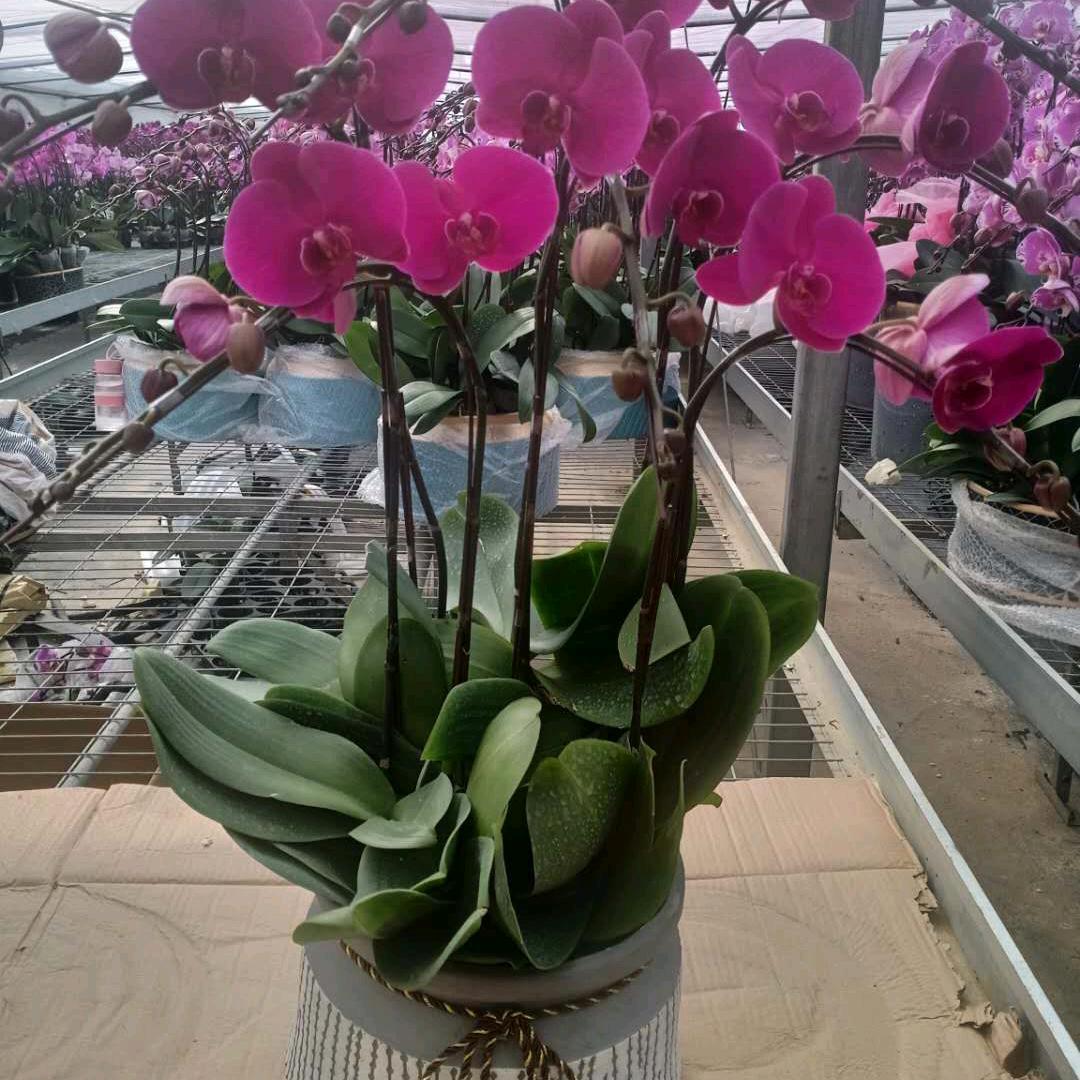 情缘🌷秋雨🌷