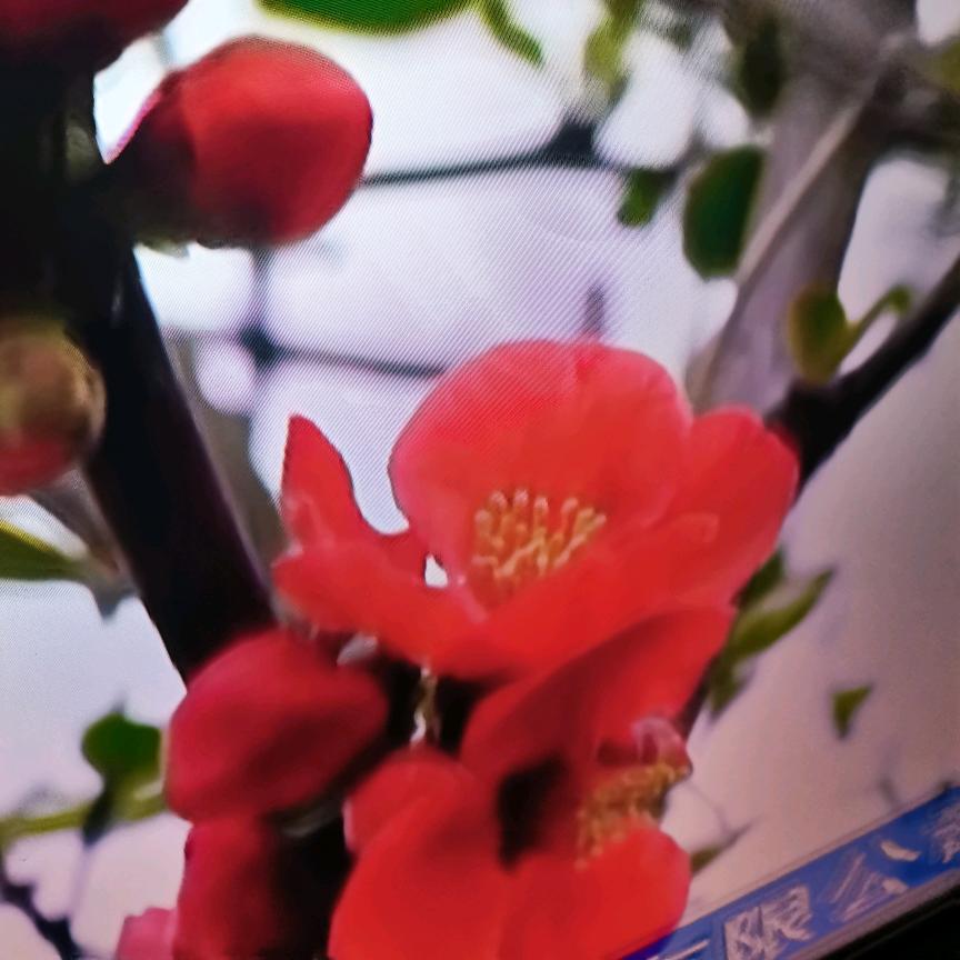 花的芬芳