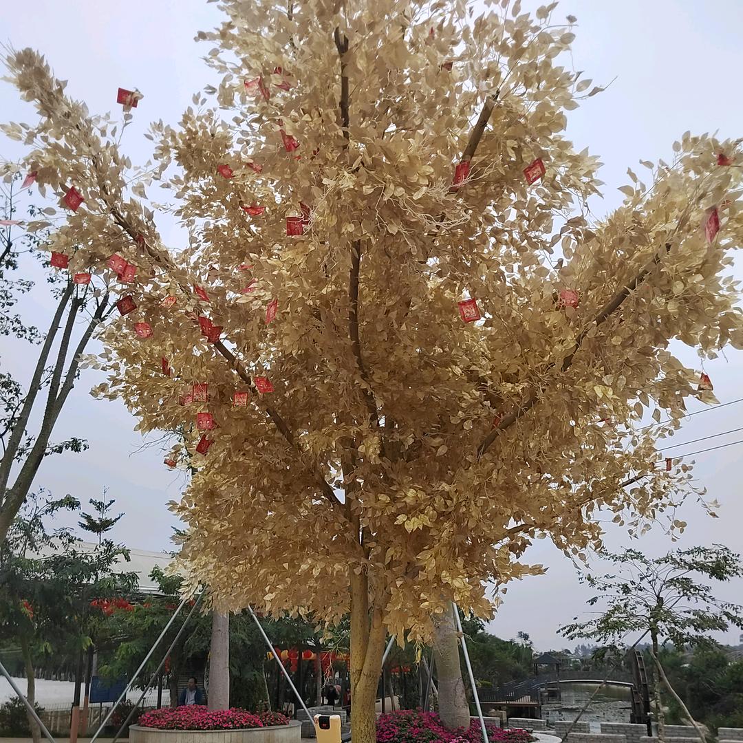梅