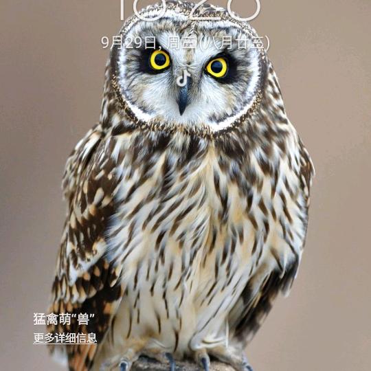 孤舟(⌯꒪꒫꒪)੭ु⁾⁾落葉