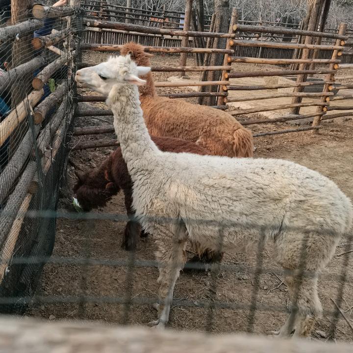 小水果～甜