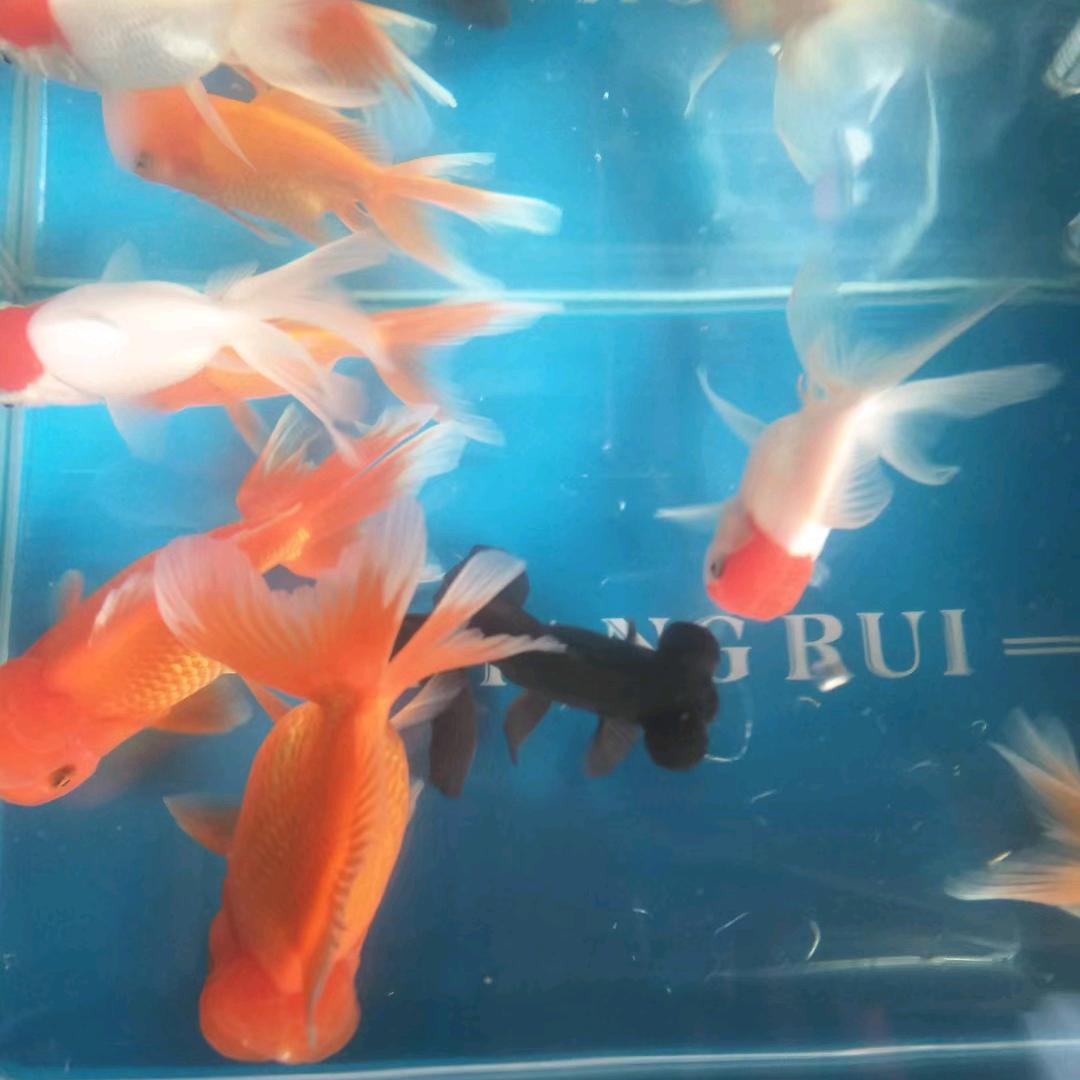 高大鹤