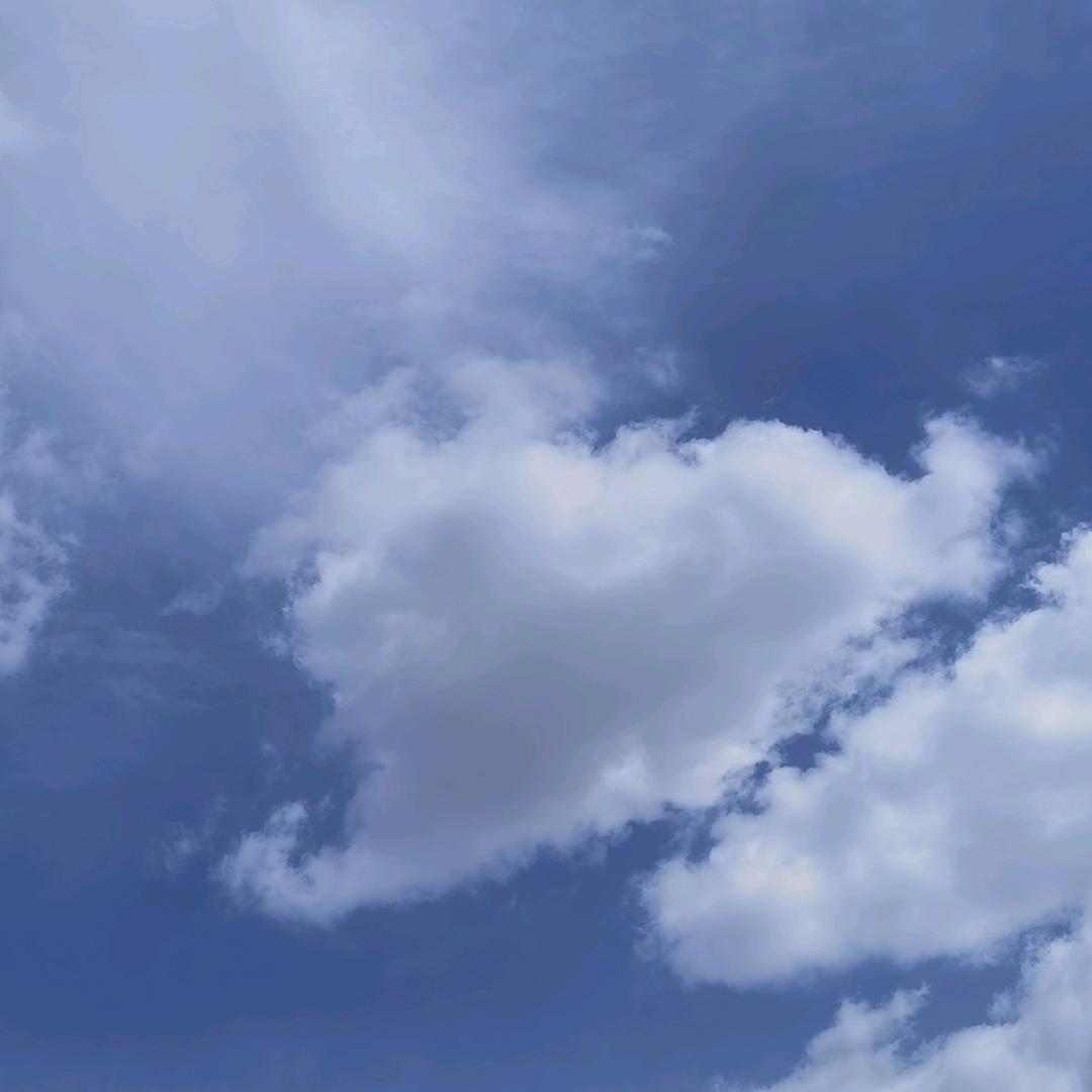 静静是只布偶猫