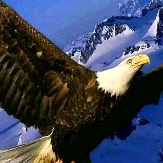 鹰哥商业地产