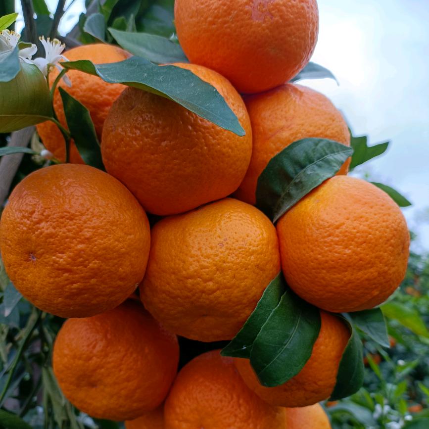 快乐的农村女人