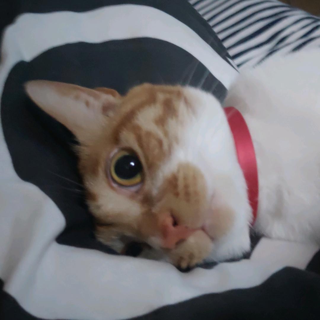 猫猫熊🐻