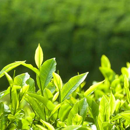 十亩茶园（鑫泰购物中心）