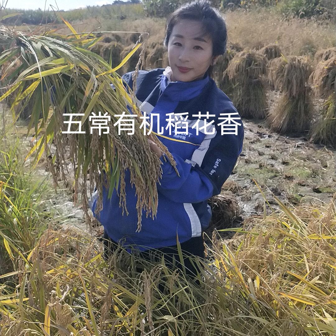 五常稻花香卢秋