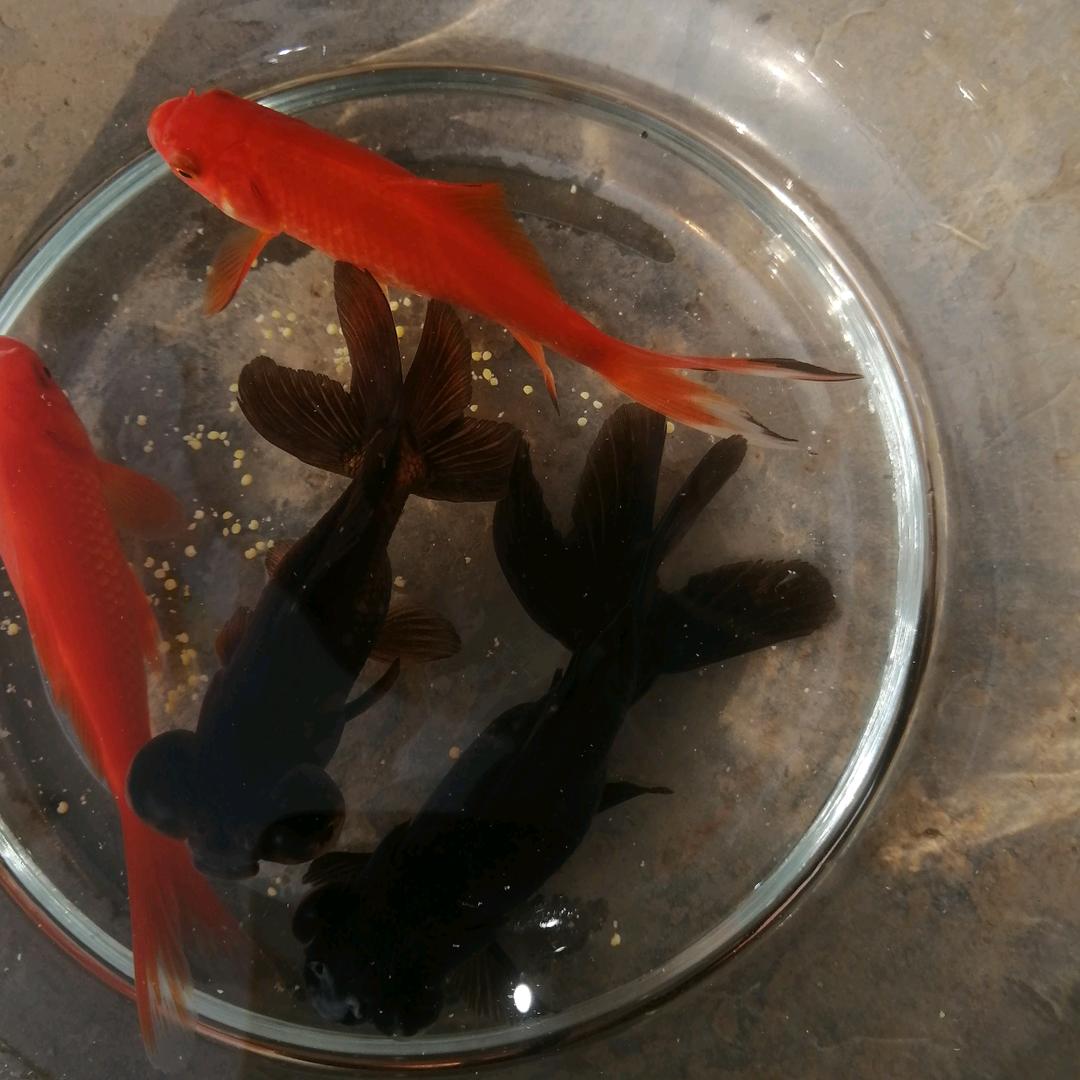 专业打磨墙，批墙