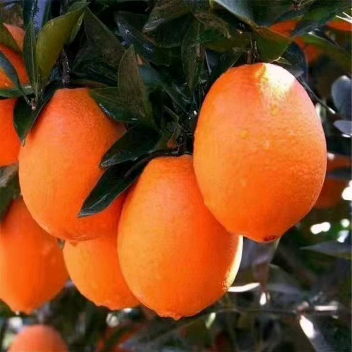 ღ᭄ꦿ💞艳子🥀ᮨ້໌