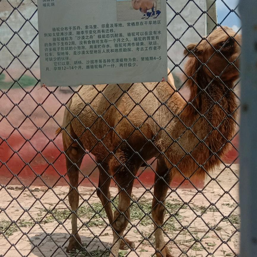 平凡的人