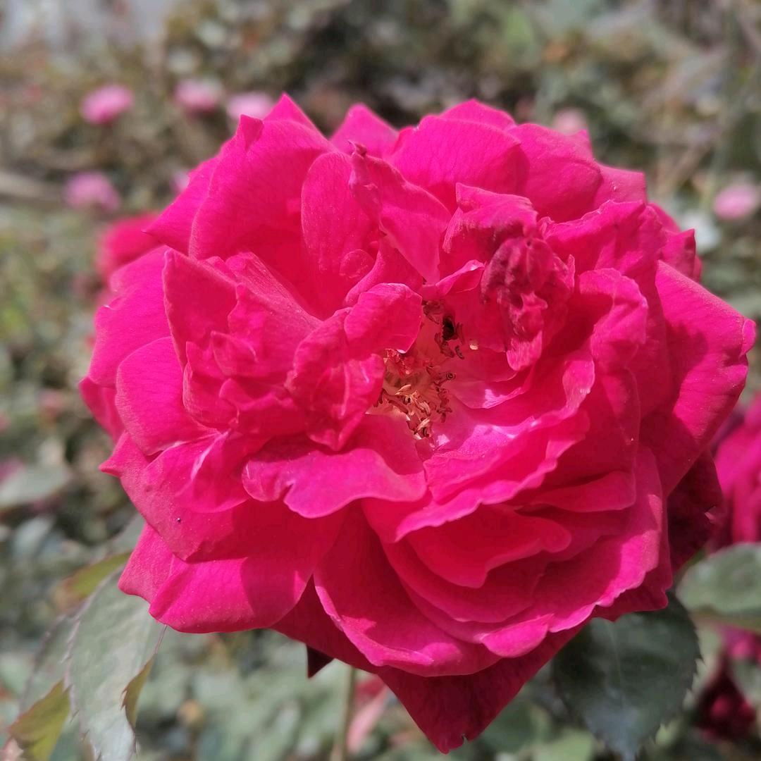 樱花语