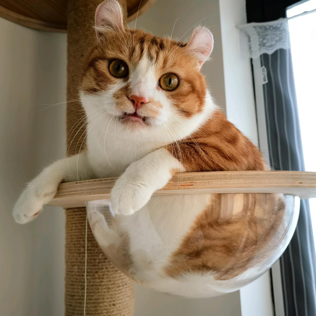 猫咪至死是宝宝