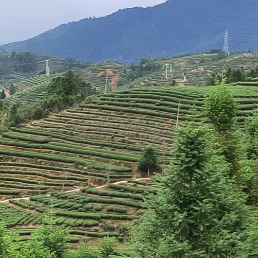 茶匠
