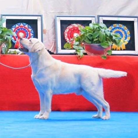苏州·赛丽犬舍