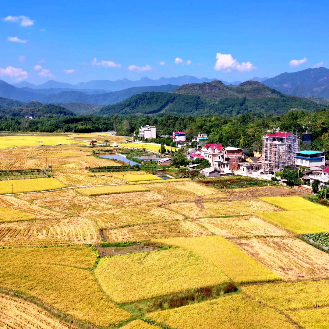 东方飞燕