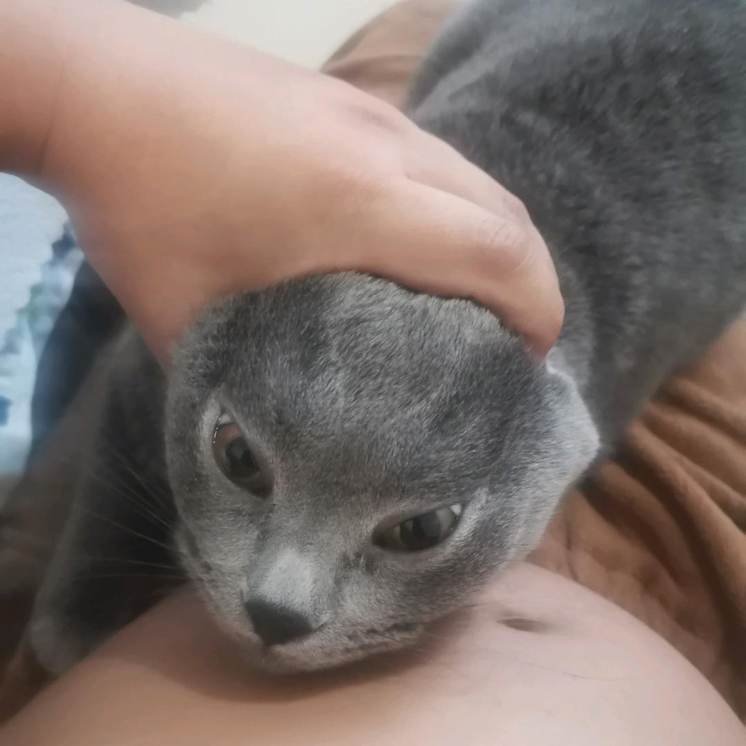 楅楅灻烾