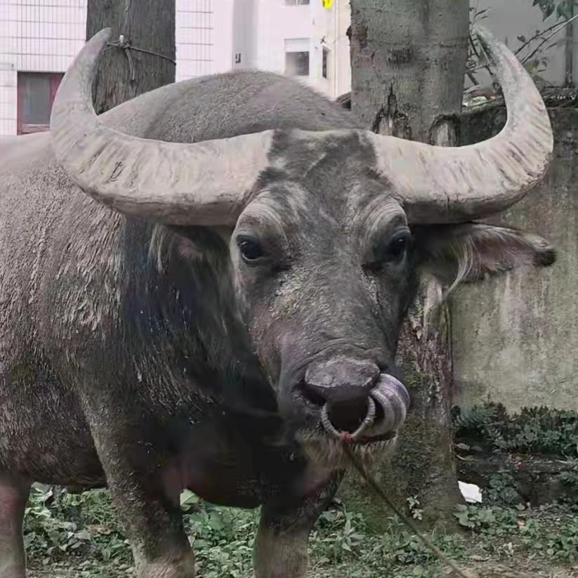 ☀️奔跑的蜗牛🌊