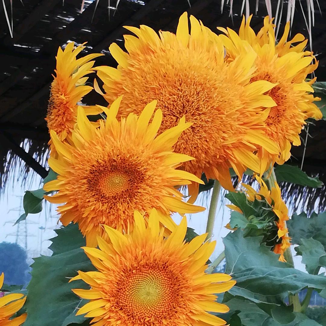 运城花海