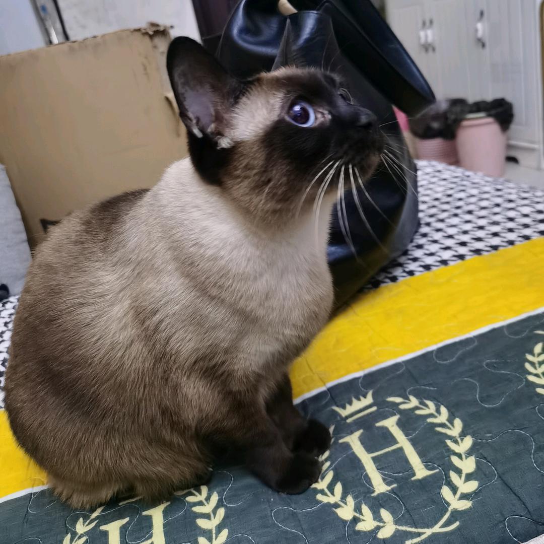 小喵在行动