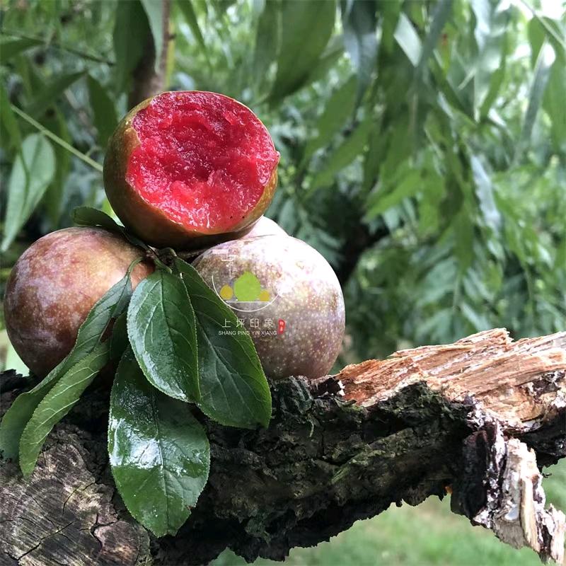 经营特产  水蜜桃和正宗三华李