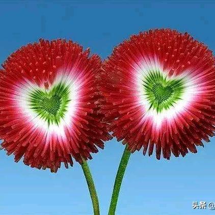 鱼与海