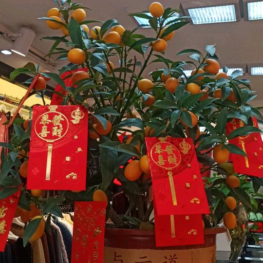 小宝哥哥