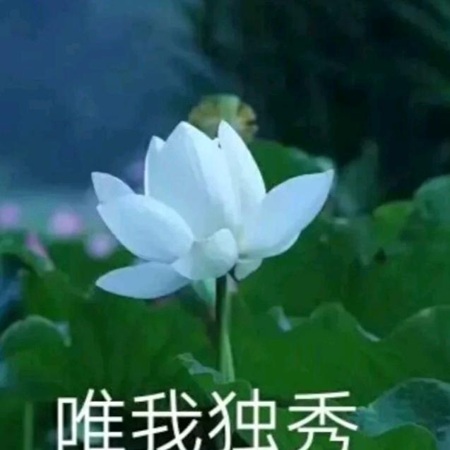 鸿运当头