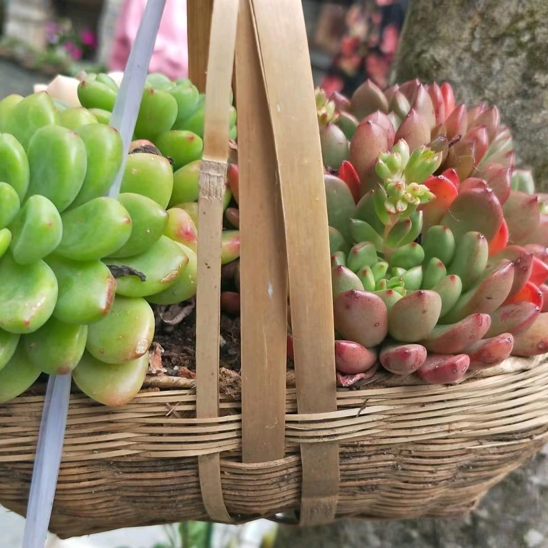 木棉花花儿