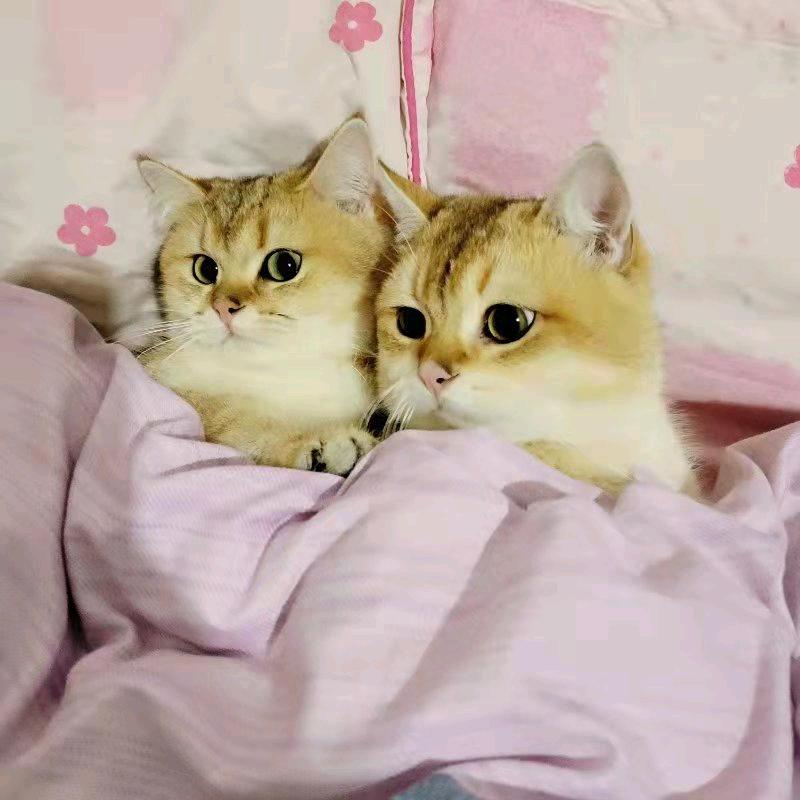 给我来个哒哒哒冒蓝火那个