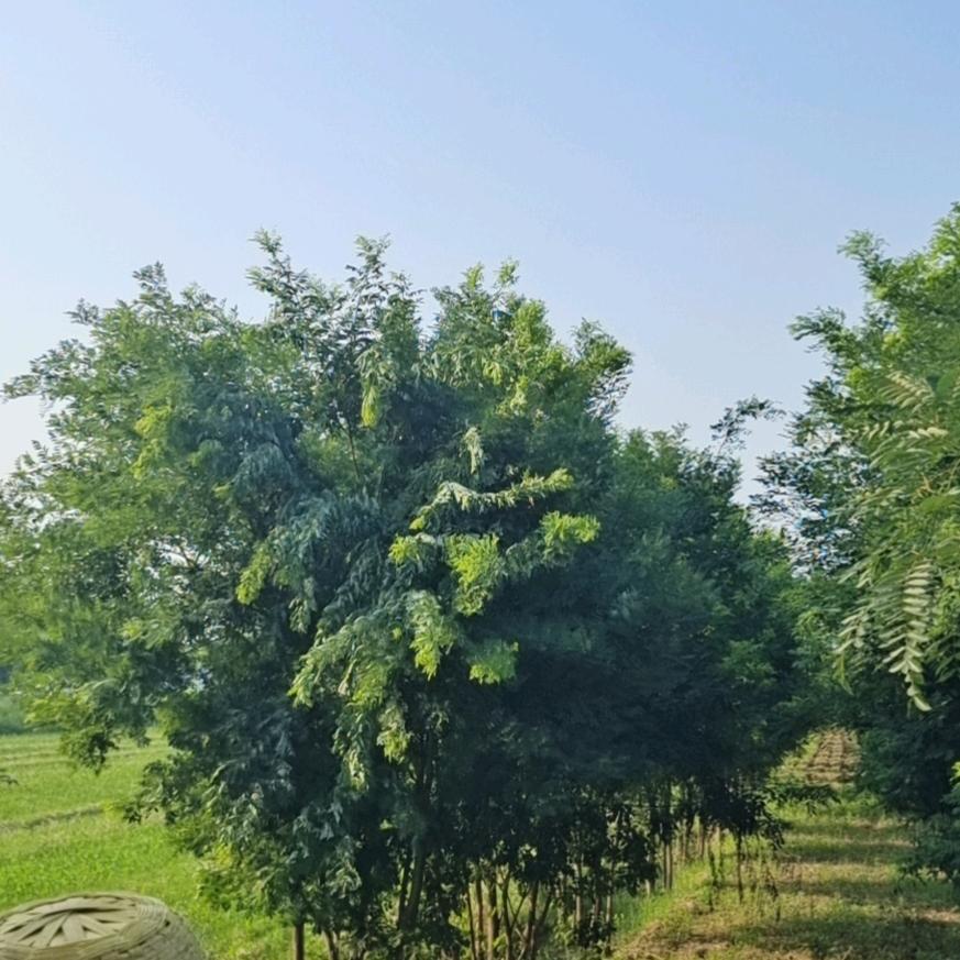 大漠