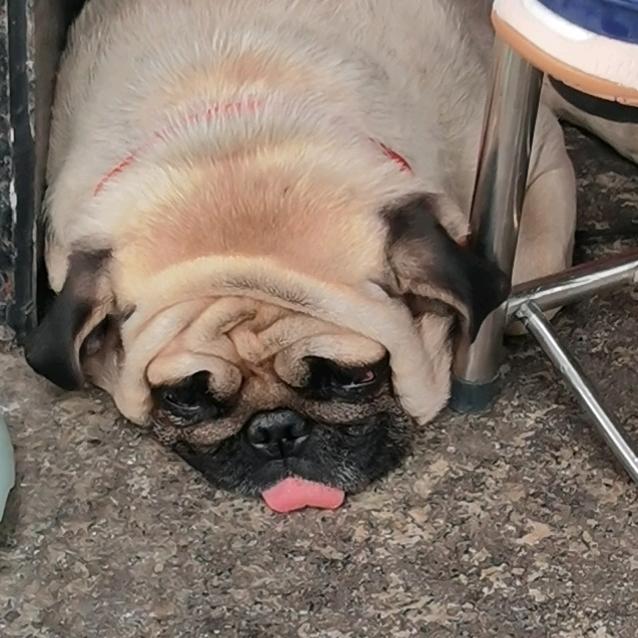 天选打工人打工魂