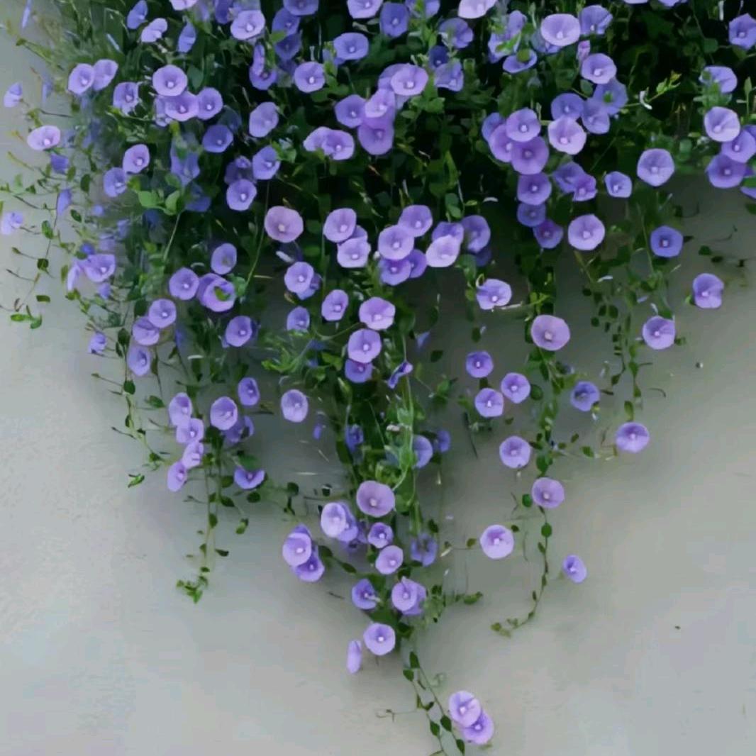 圆