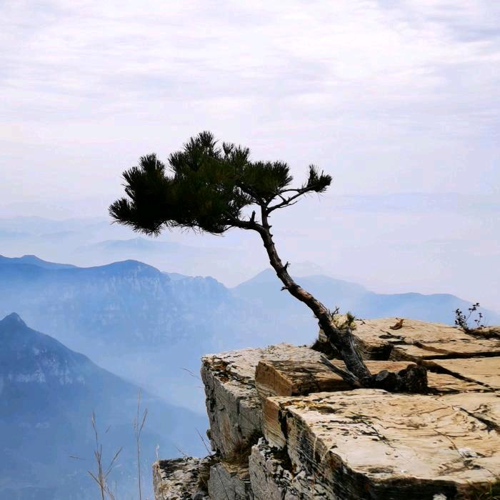 歪树成景