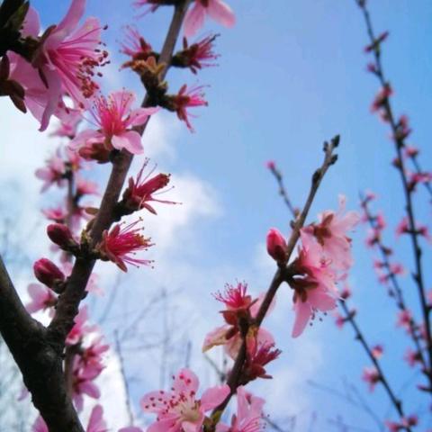 陆哥